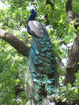 Родос. Путешествие на автомобиле по Родосу (а также Косу и Патмосу), май 2011 год