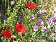 Родос. Путешествие на автомобиле по Родосу (а также Косу и Патмосу), май 2011 год