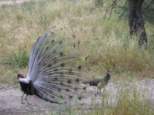 Родос. Путешествие на автомобиле по Родосу (а также Косу и Патмосу), май 2011 год