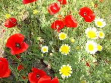 Родос. Путешествие на автомобиле по Родосу (а также Косу и Патмосу), май 2011 год