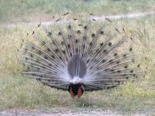 Родос. Путешествие на автомобиле по Родосу (а также Косу и Патмосу), май 2011 год