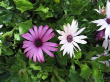 Родос. Путешествие на автомобиле по Родосу (а также Косу и Патмосу), май 2011 год