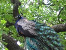 Родос. Путешествие на автомобиле по Родосу (а также Косу и Патмосу), май 2011 год