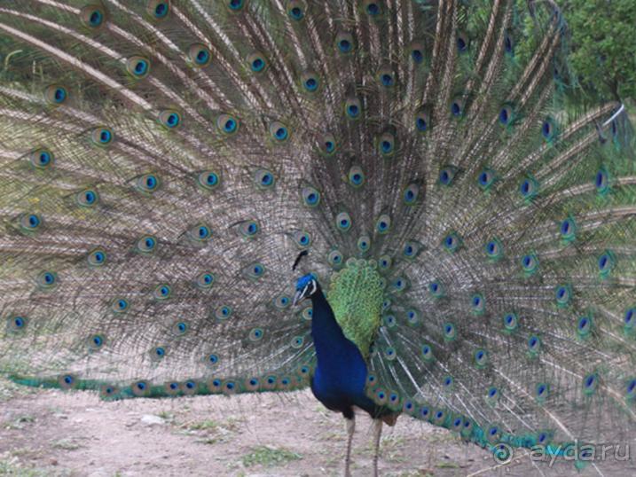 Родос. Путешествие на автомобиле по Родосу (а также Косу и Патмосу), май 2011 год