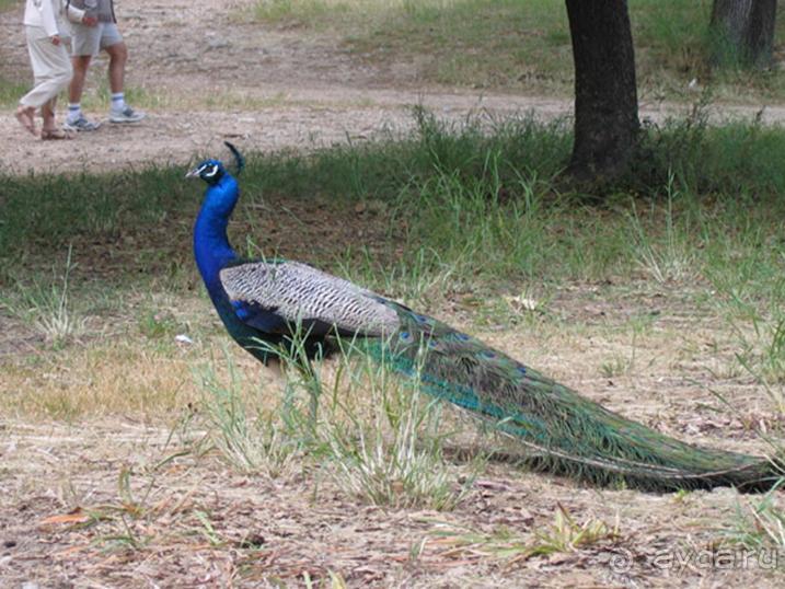 Родос. Путешествие на автомобиле по Родосу (а также Косу и Патмосу), май 2011 год