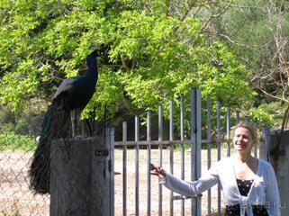 Родос. Путешествие на автомобиле по Родосу (а также Косу и Патмосу), май 2011 год