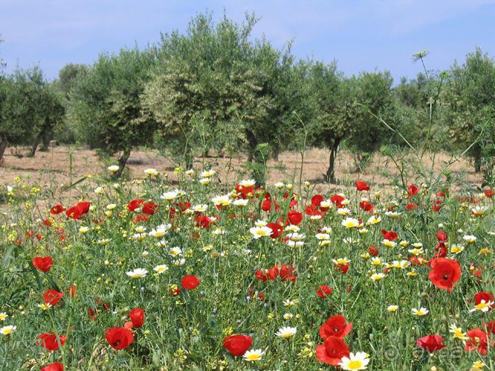 Родос. Путешествие на автомобиле по Родосу (а также Косу и Патмосу), май 2011 год