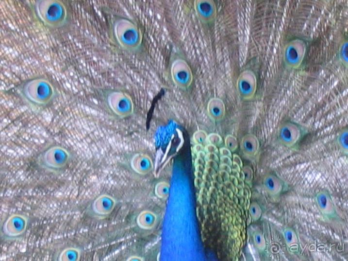 Родос. Путешествие на автомобиле по Родосу (а также Косу и Патмосу), май 2011 год