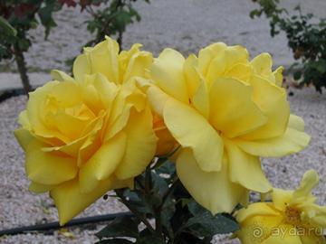 Родос. Путешествие на автомобиле по Родосу (а также Косу и Патмосу), май 2011 год