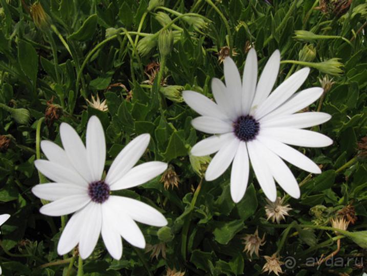 Родос. Путешествие на автомобиле по Родосу (а также Косу и Патмосу), май 2011 год