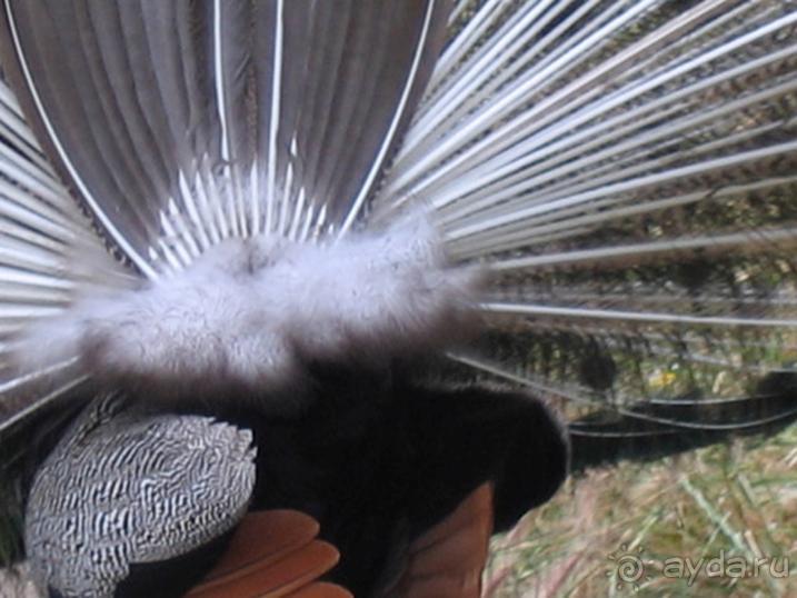 Родос. Путешествие на автомобиле по Родосу (а также Косу и Патмосу), май 2011 год