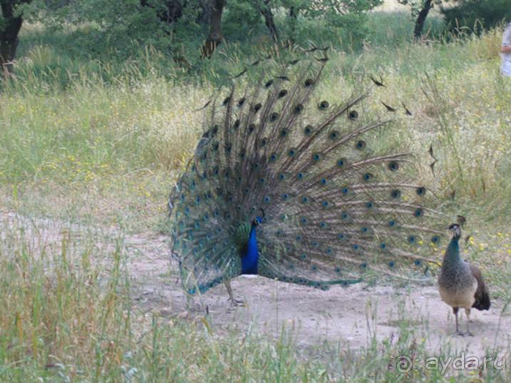 Родос. Путешествие на автомобиле по Родосу (а также Косу и Патмосу), май 2011 год