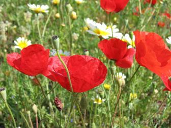 Родос. Путешествие на автомобиле по Родосу (а также Косу и Патмосу), май 2011 год