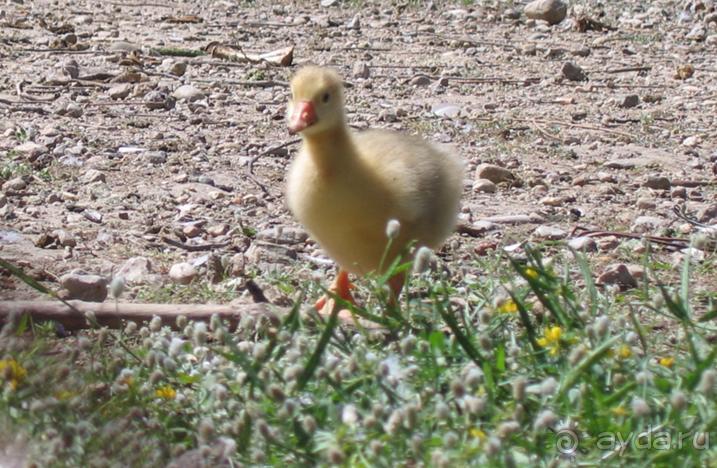 Родос. Путешествие на автомобиле по Родосу (а также Косу и Патмосу), май 2011 год