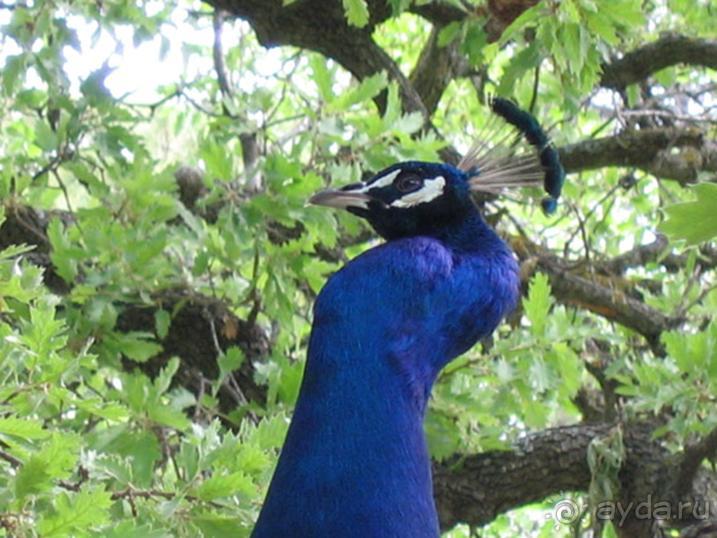 Родос. Путешествие на автомобиле по Родосу (а также Косу и Патмосу), май 2011 год