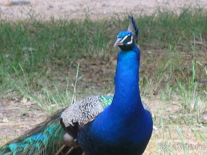 Родос. Путешествие на автомобиле по Родосу (а также Косу и Патмосу), май 2011 год