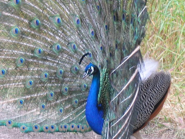 Родос. Путешествие на автомобиле по Родосу (а также Косу и Патмосу), май 2011 год