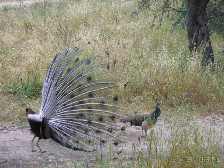 Родос. Путешествие на автомобиле по Родосу (а также Косу и Патмосу), май 2011 год