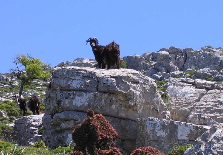 Родос. Путешествие на автомобиле по Родосу (а также Косу и Патмосу), май 2011 год