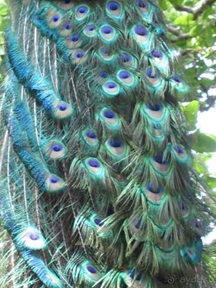 Родос. Путешествие на автомобиле по Родосу (а также Косу и Патмосу), май 2011 год