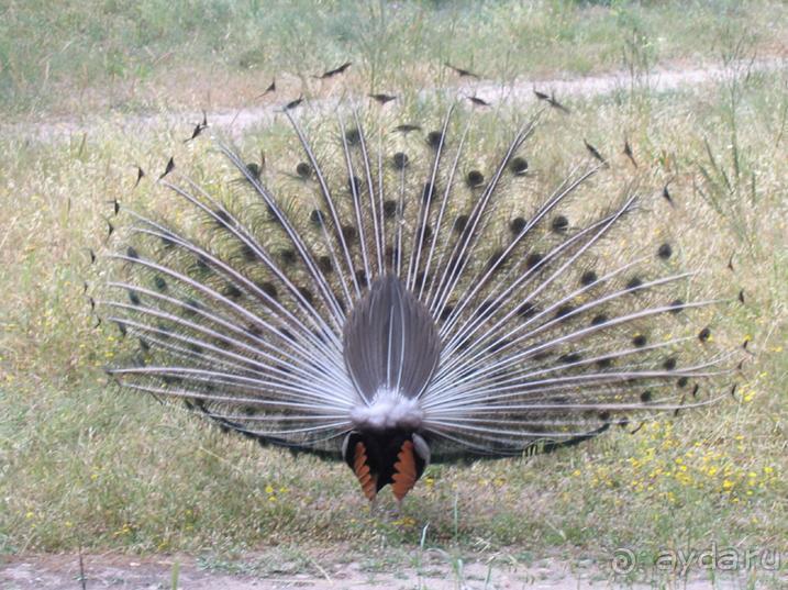 Родос. Путешествие на автомобиле по Родосу (а также Косу и Патмосу), май 2011 год