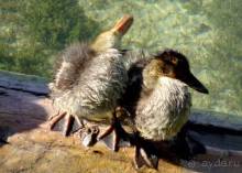 Путешествие на автомобиле по Хорватии, июнь 2010 год