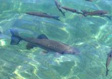 Путешествие на автомобиле по Хорватии, июнь 2010 год