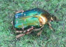 Путешествие на автомобиле по Хорватии, июнь 2010 год