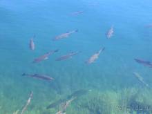 Путешествие на автомобиле по Хорватии, июнь 2010 год