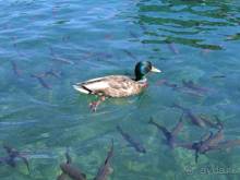 Путешествие на автомобиле по Хорватии, июнь 2010 год