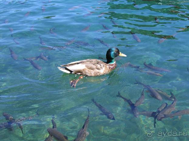 Путешествие на автомобиле по Хорватии, июнь 2010 год