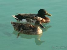 Кто рано встает...