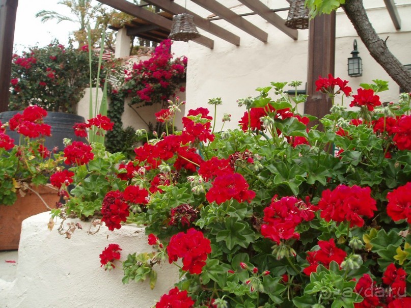 фото Arena Bianca