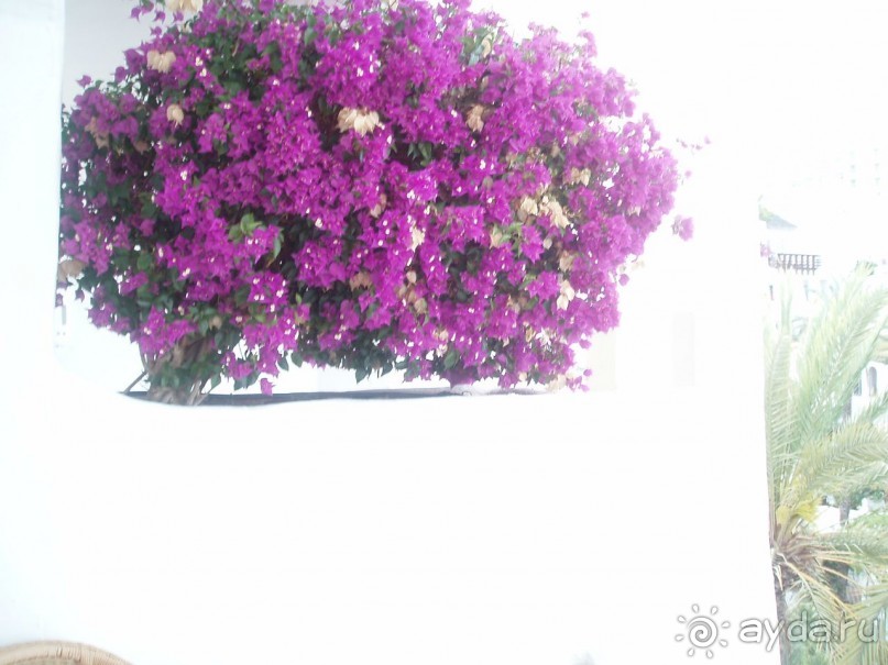 фото Arena Bianca