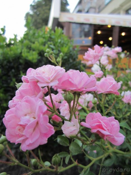 В Модавии так здорово))))