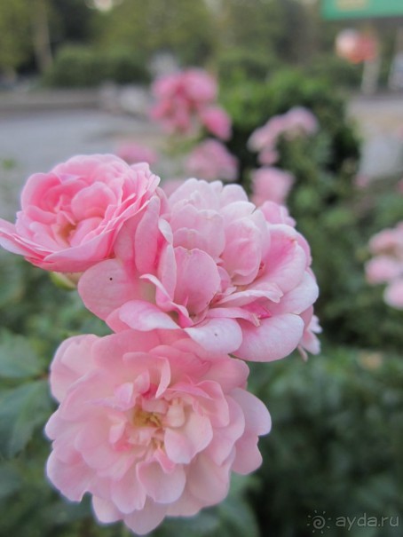 В Модавии так здорово))))