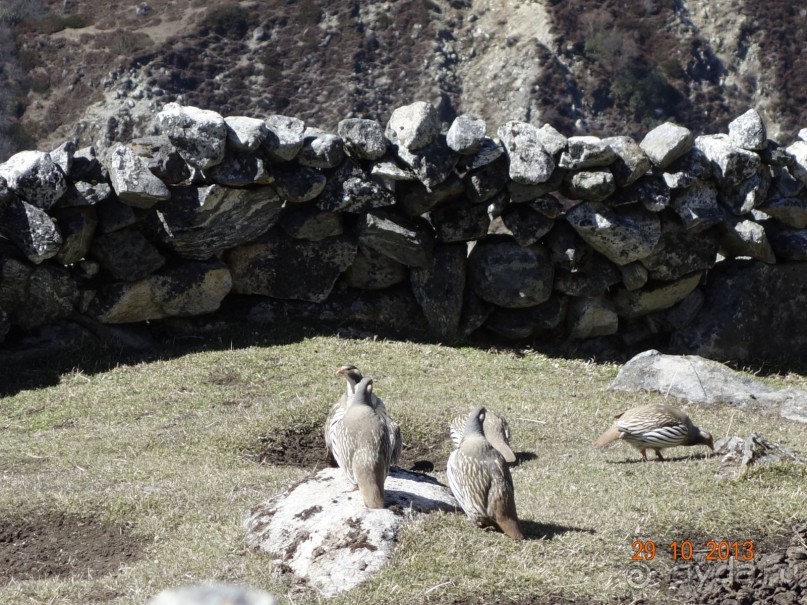 Альбом отзыва "Осенний треккинг в Непале. Эконом-класс."