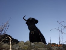 Альбом отзыва "Осенний треккинг в Непале. Эконом-класс."