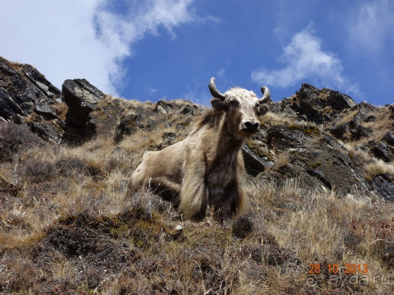 Осенний треккинг в Непале. Эконом-класс.