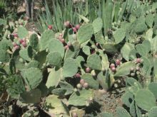 фото Los Alisios