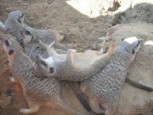 фото Los Alisios