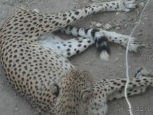 фото Los Alisios