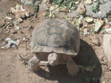 фото Los Alisios