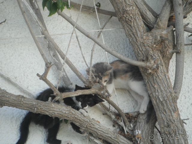 Впечатления разные....