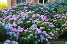 Влюбилась в Абхазию и в Самшитовую рощу!