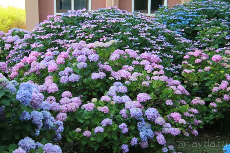 Влюбилась в Абхазию и в Самшитовую рощу!