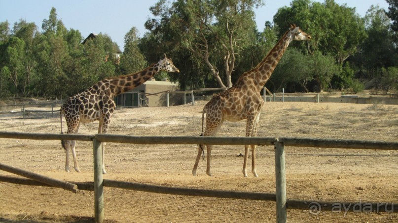 Мои впечатления о посещении зоопарка Friguia в Тунисе