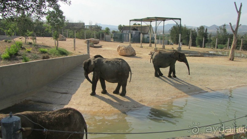 Мои впечатления о посещении зоопарка Friguia в Тунисе