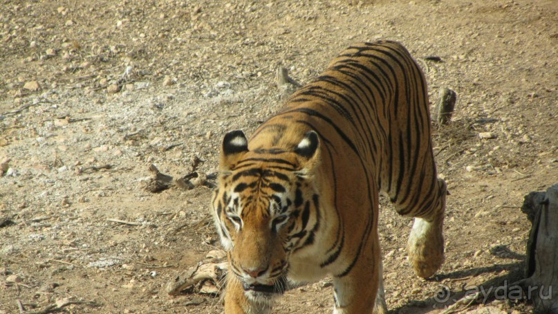 Мои впечатления о посещении зоопарка Friguia в Тунисе