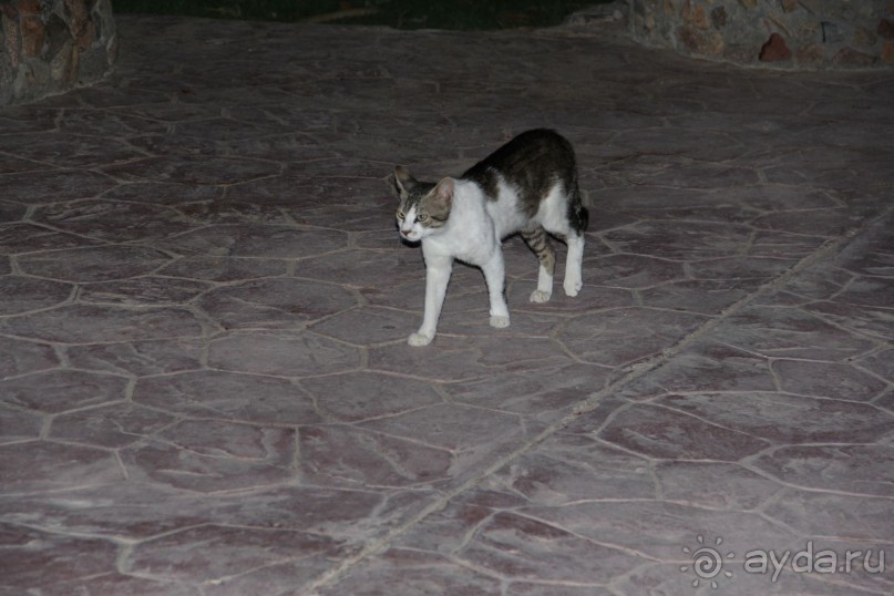 фото Jardin Dartemis